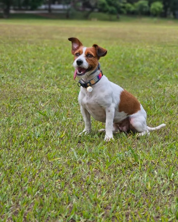Pippa, cadela branca e marrom, sentada na grama de um parque