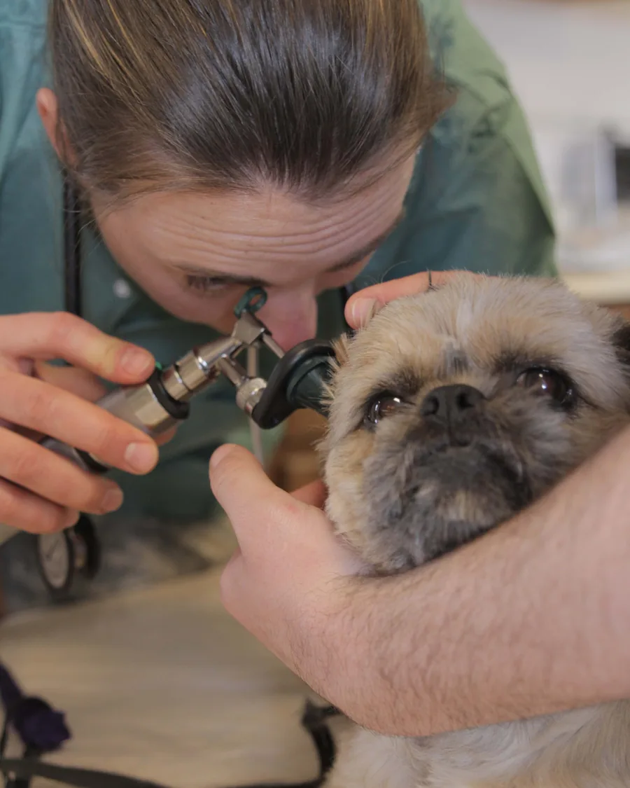 Veterinária examinando o ouvido de um cão pequeno com otoscópio