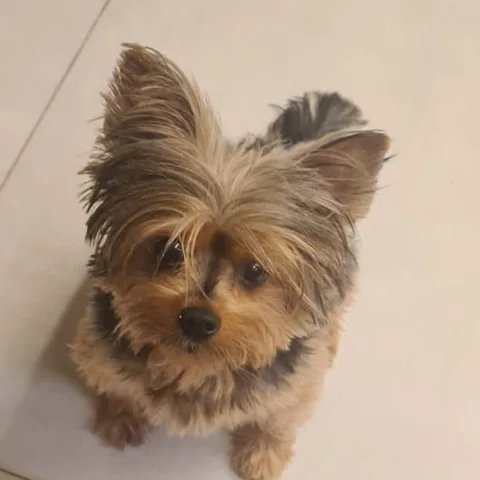 Pepper, cadela pequena de pelo cinza e dourado, sentada olhando para cima
